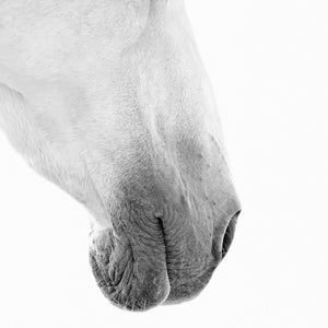 White Horse Detail 3