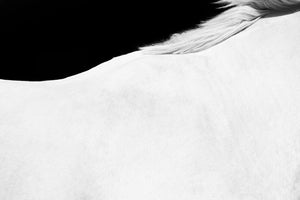White Horse Detail 7