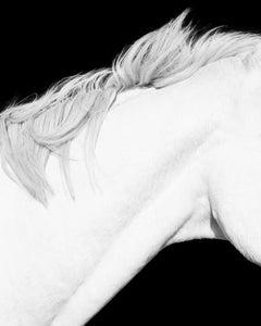 White Horse Detail 8